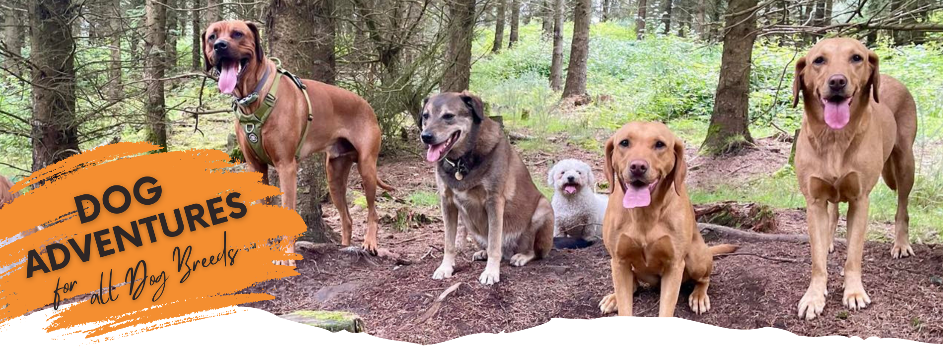 Sausage Sitter Slider Dog Aventures